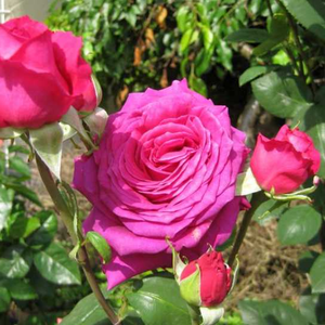 Głęboki fiolet - róża wielkokwiatowa - Hybrid Tea